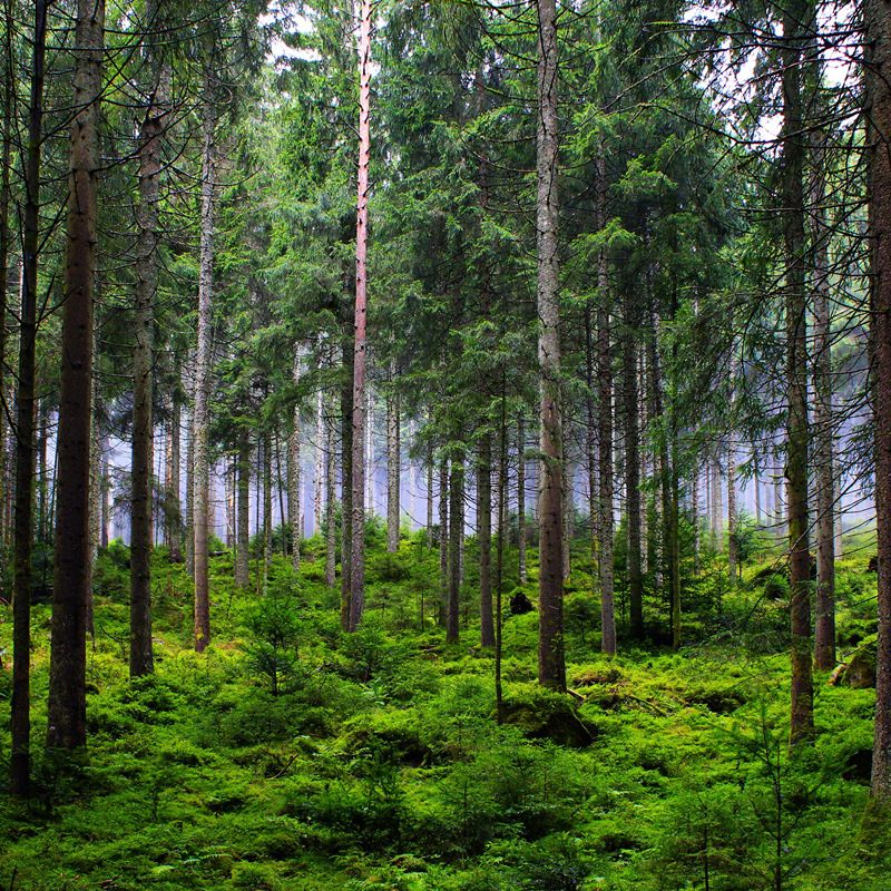 Development of Carbon Sequestration and Carbon Reduction Projects